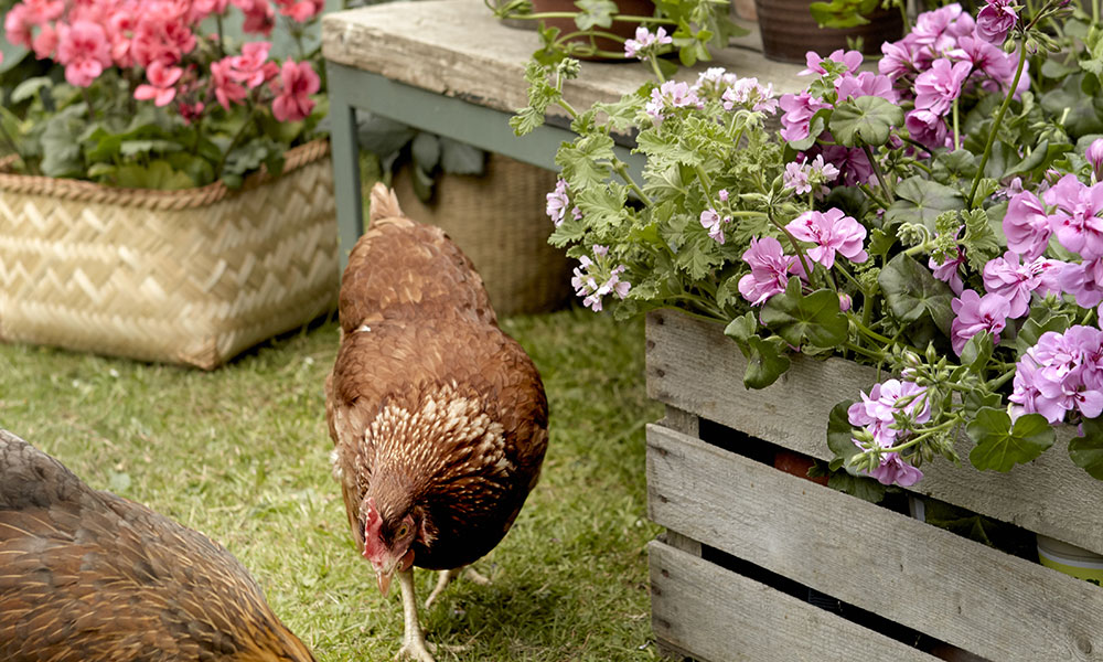 Les géraniums trouvent leur place partout au jardin 