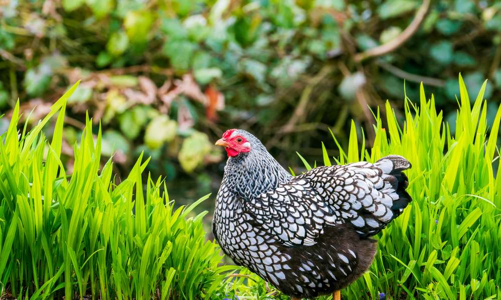 La Wyandotte : une très belle poule rustique et excellente pondeuse