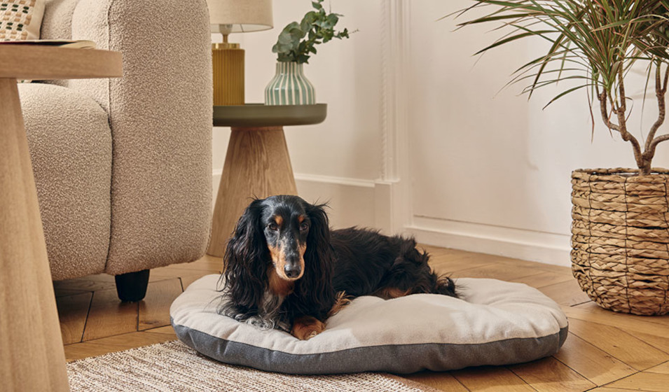 Un teckel noir et feu couché sur un matelas pour chien
