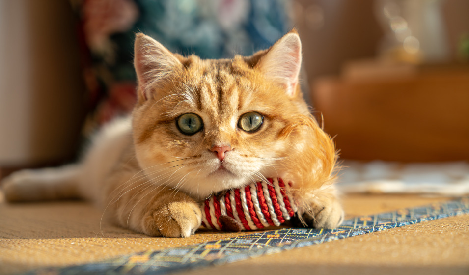 Tous les chats ont besoin d'un minimum d'activité quotidienne !