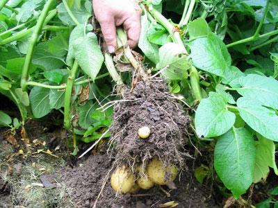 culture de la pomme de terre : plantation et entretien