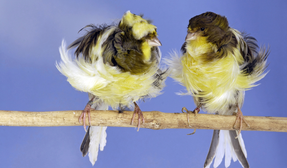 Le canari frisé