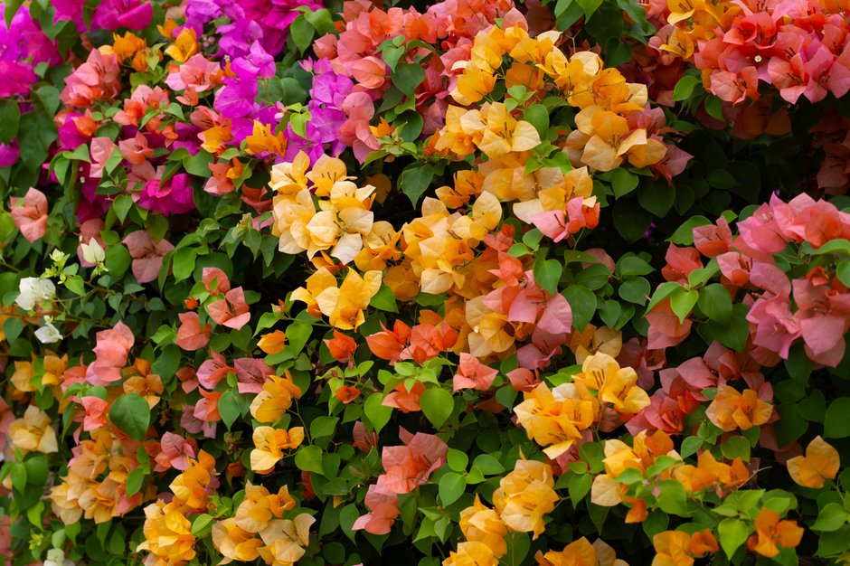 Le bougainvillier affiche ses couleurs vives - © Bowonpat - stock.adobe.com
