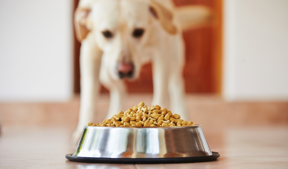 Des croquettes pour chien de bonne qualité !