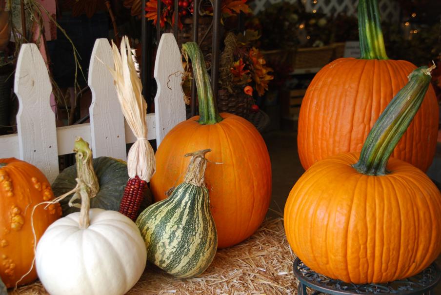 Bien conserver les citrouilles, potirons, courges…