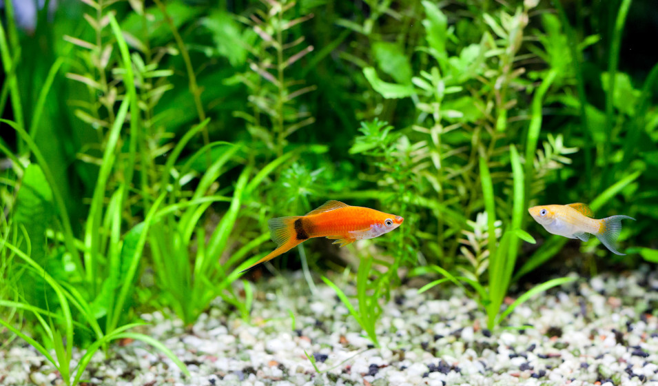 Comment oxygéner un aquarium sans pompe ? Jardiland — free download