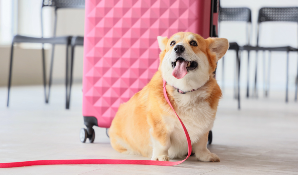 Un chien corgi avec une laisse rose attend devant une valise rose également 