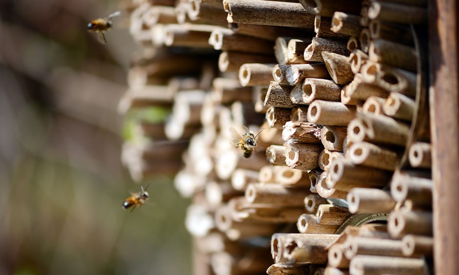Un hôtel à insectes pour abriter les insectes utiles au jardi