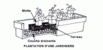 Comment planter sur le bord des fenêtres