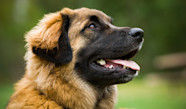 11 Races De Grands Chiens Jardiland 11 Races De Grands Chiens Jardiland