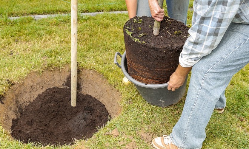 Le tuteur est mis en place avant l'arbre