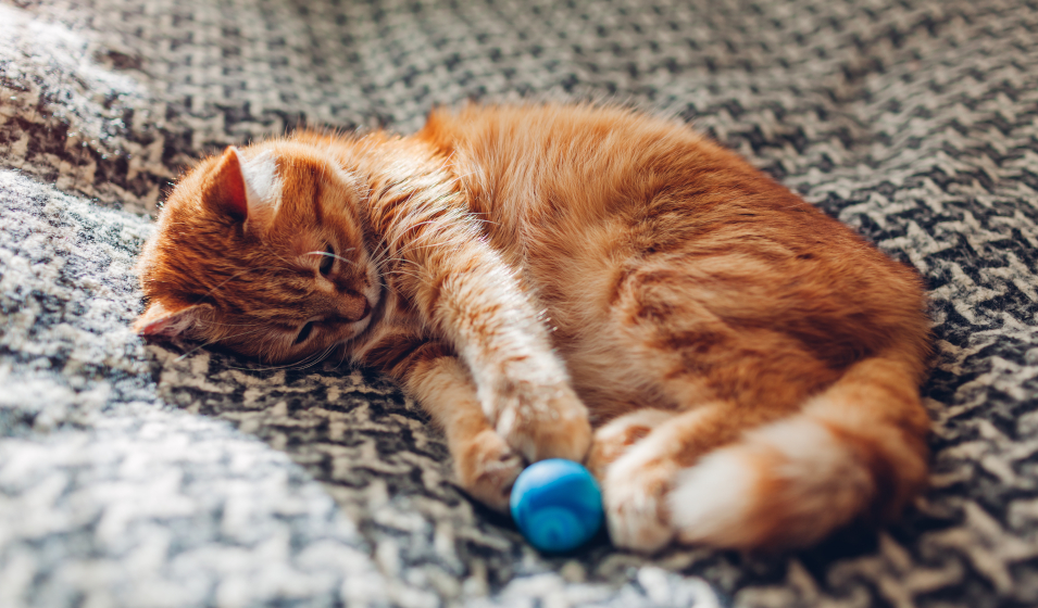 chat balle