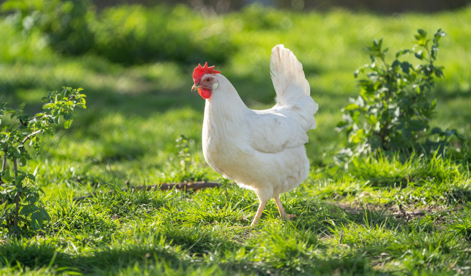 Bien nourrir une poule pondeuse permet de bénéficier d'œufs de qualité !
