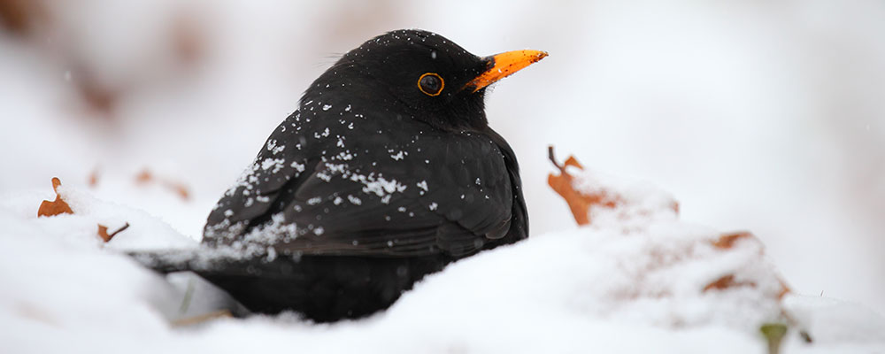 Identifier le Merle noir
