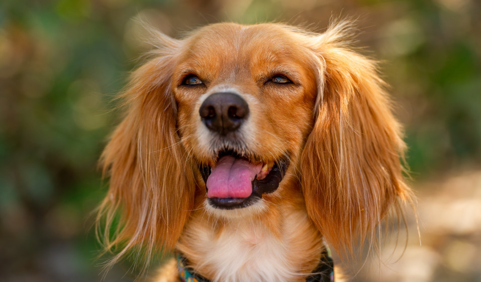 Peuton mélanger deux sortes de croquettes pour chien ? Jardiland
