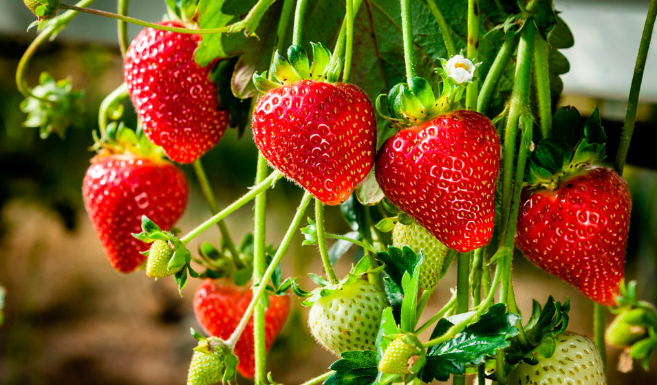 fraisier