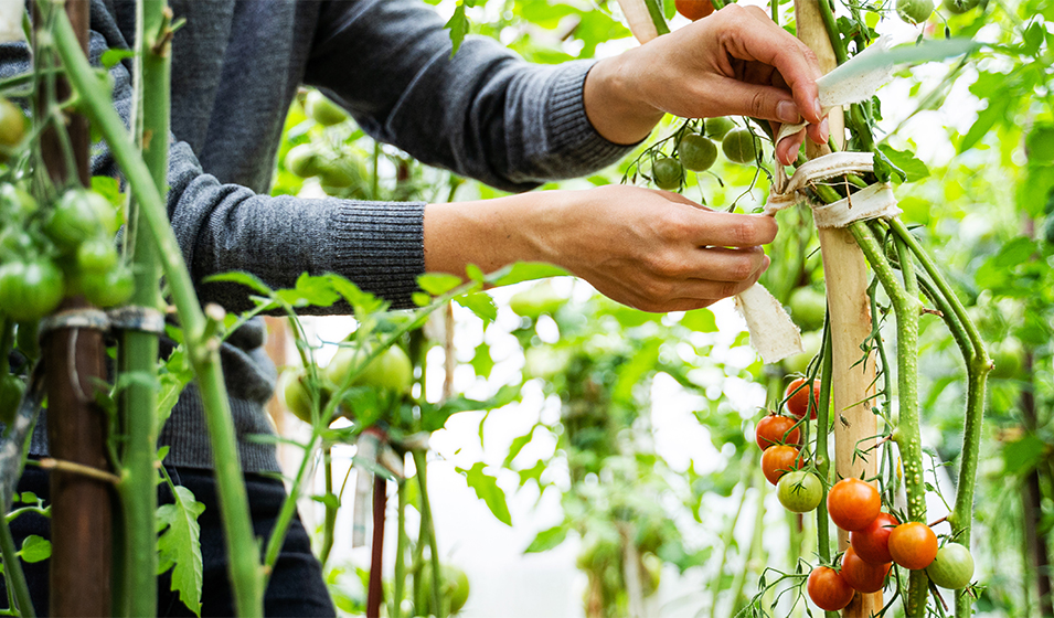 Tuteurer les tomates