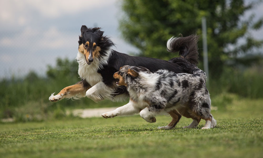 Un chien qui bouge, et aime se dépenser