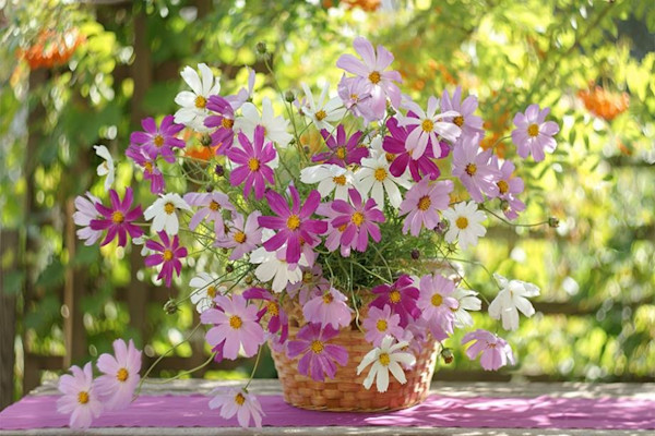 Bouquet de fleurs du jardin
