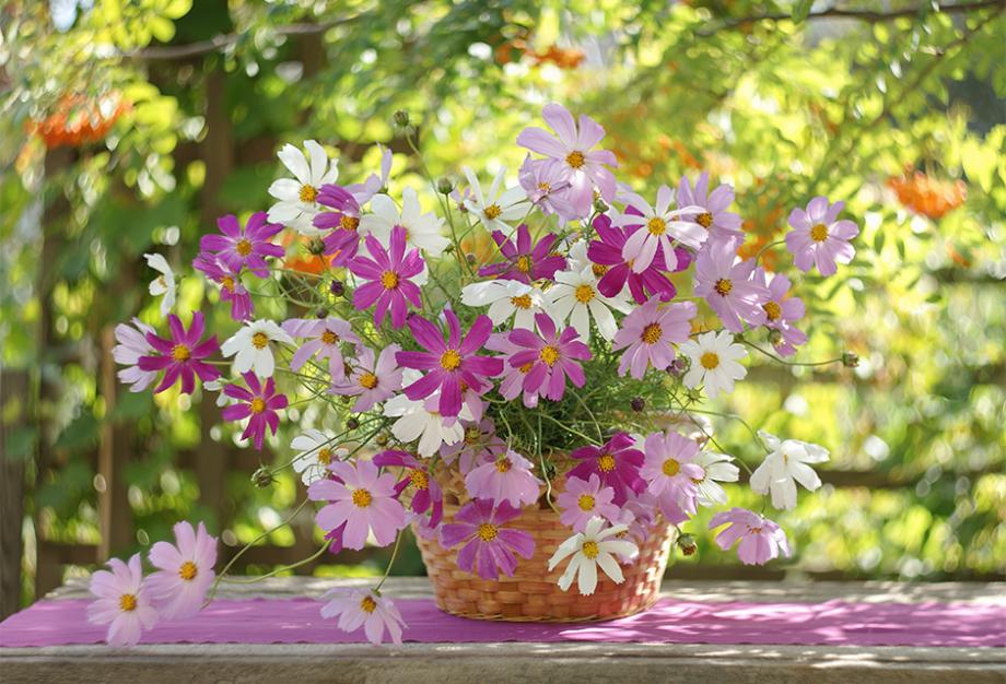 Fleurs et coupes fleuries - Bouquets de Fleurs naturelles et