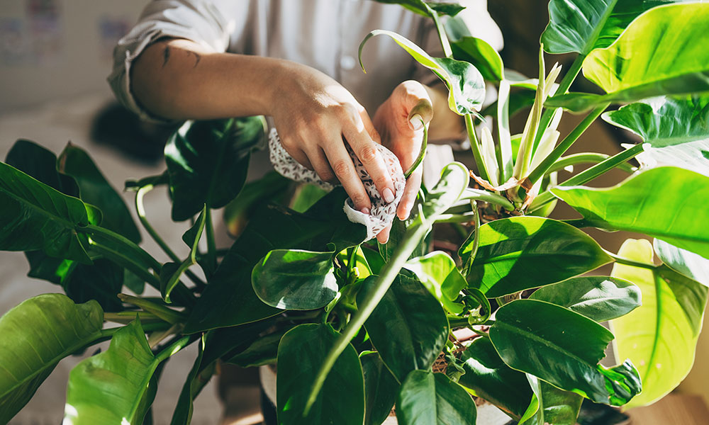 Dépoussiérer les plantes d'intérieur à votre retour de vacances