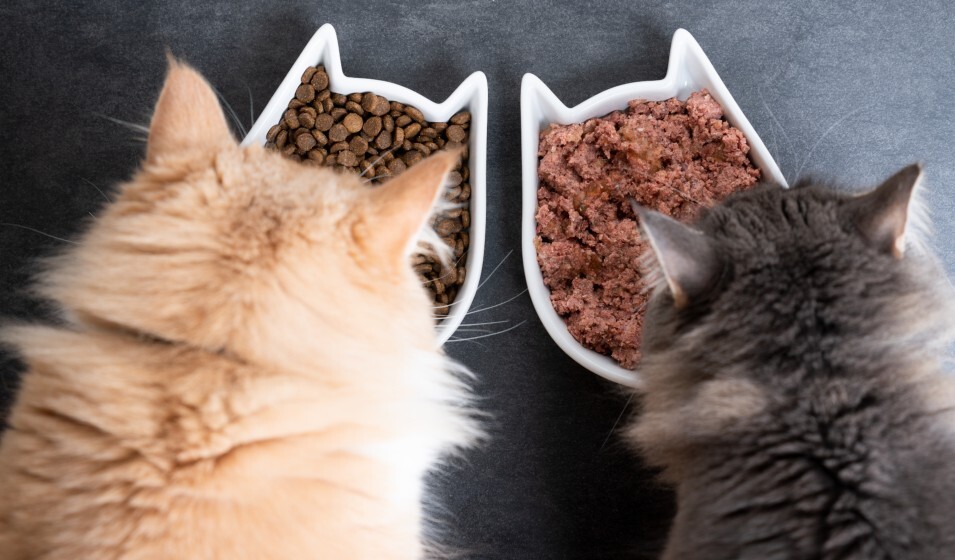 La pâtée pour chat : comment varier les plaisirs ?