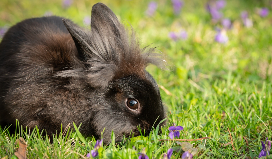 Foin de Crau pour lapin et lapin nain - Le meilleur pour mon lapin