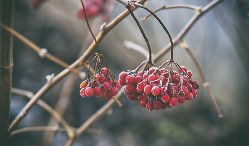 La viorne d'hiver