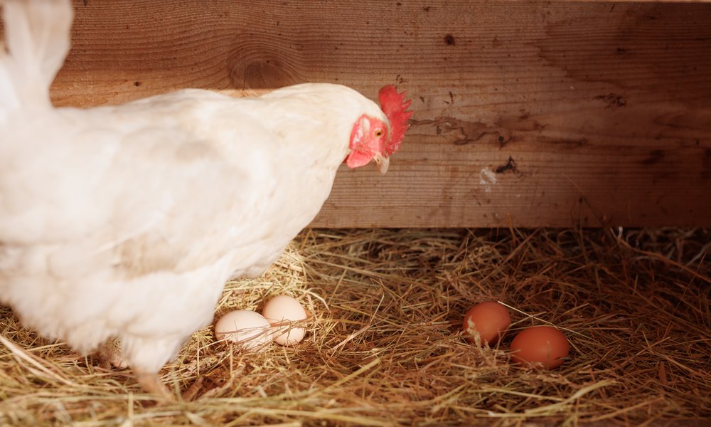 Un pondoir peut accueillir une ou deux poules