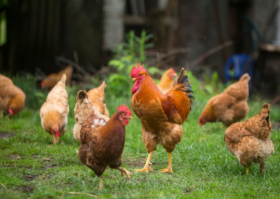 Le coq veille sur les poules et les protège