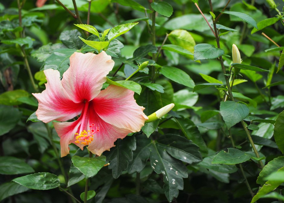 Plant In A Box - Gardenia Jasminoides - Set De 2 - Plantes | WhichOne