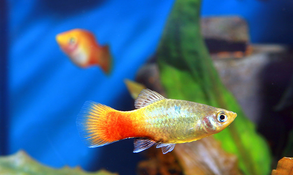 Eau douce ou eau salée, chaque poisson a sa destinée.