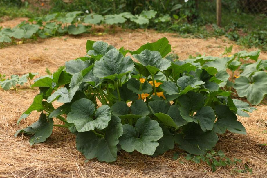 Cultiver la courge spaghetti