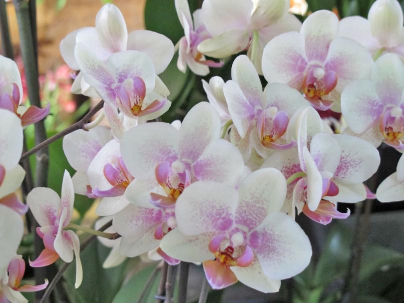 L'entretien de votre Phalaenopsis (Orchidée papillon) - Gauthier fleurs et  jardin