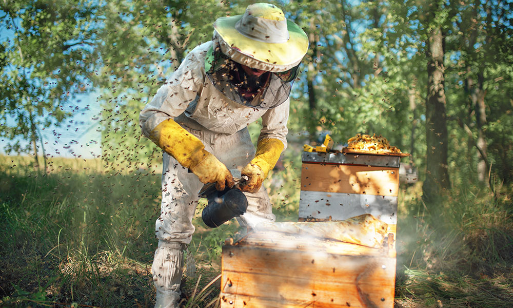 Équipé d’une combinaison intégrales et de gants longs, cet apiculteur enfume la ruche pour calmer les abeilles