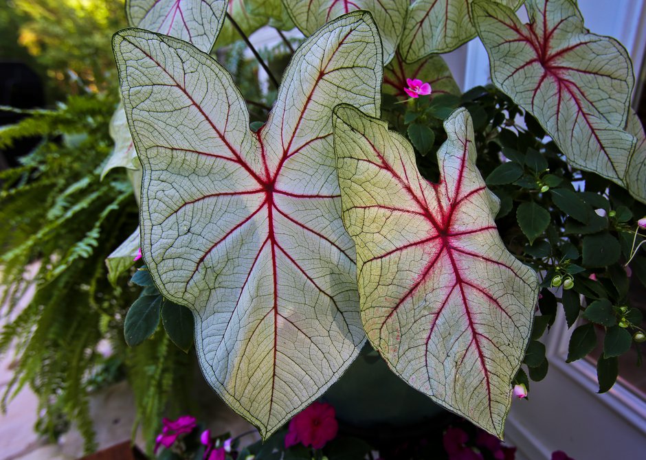 monstera adansonii variegata indonesian marble Monstera Adansonii Indonesian Marble House Plant 17cm Pot – Plants For All  Seasons main image 0