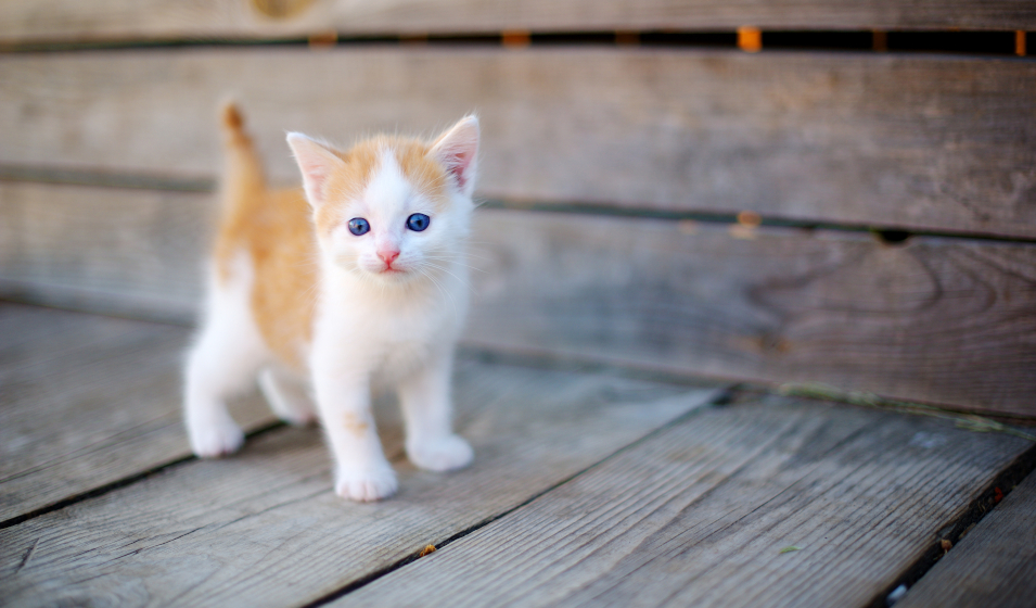 chaton