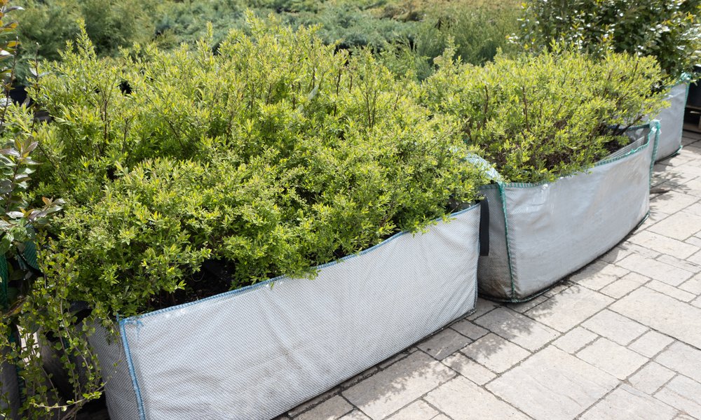 Belles spirées en grands bacs sur une terrasse