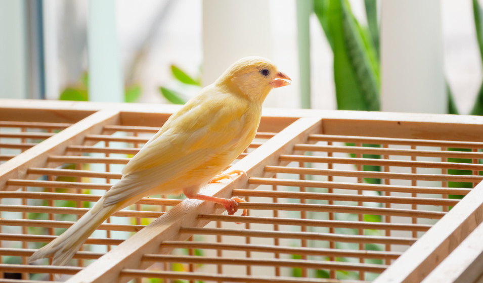 Maison nichoir avec séparation pour cage à oiseaux
