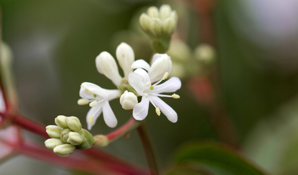 Heptacodium