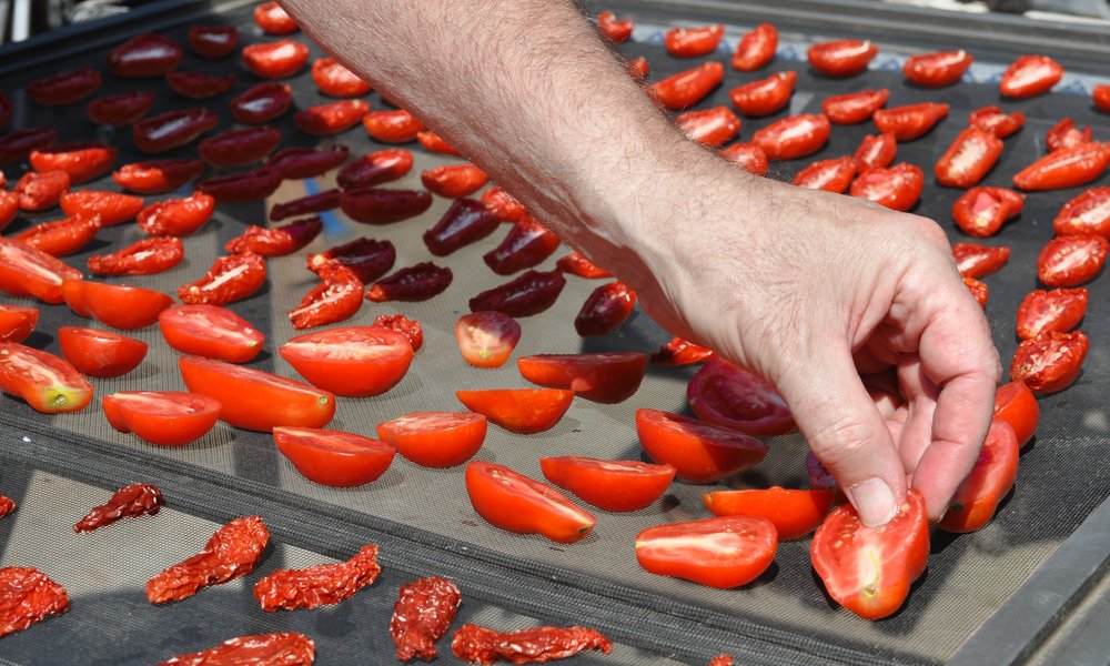 Faire sécher les tomates du jardin est idéal pour concentrer leurs saveurs