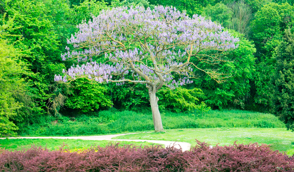 Arbres d'ornement : 10 arbres à planter dans votre jardin