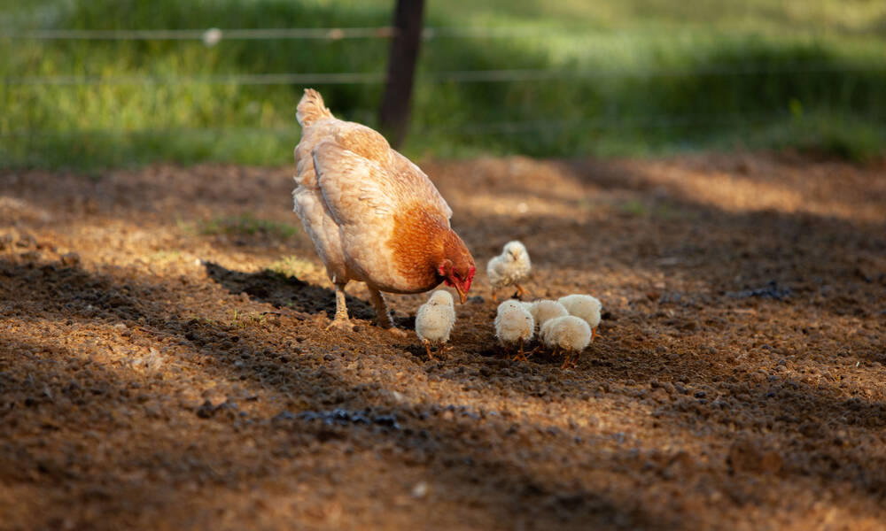 La mère poule gère ses petits jusqu’à ce qu’ils n’aient plus besoin d’elle