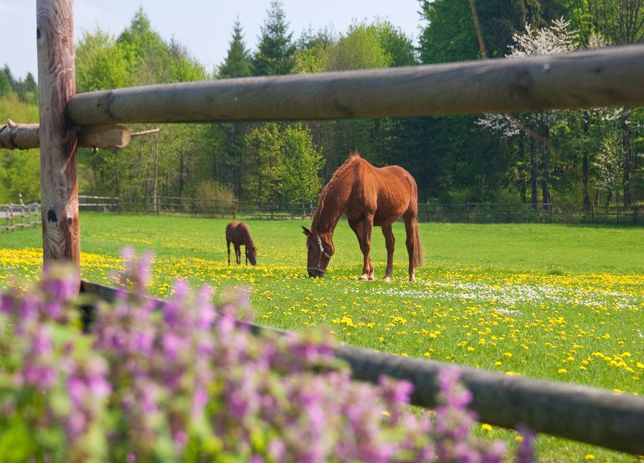 Nombre et hauteur des lices se décident en fonction des chevaux à protéger