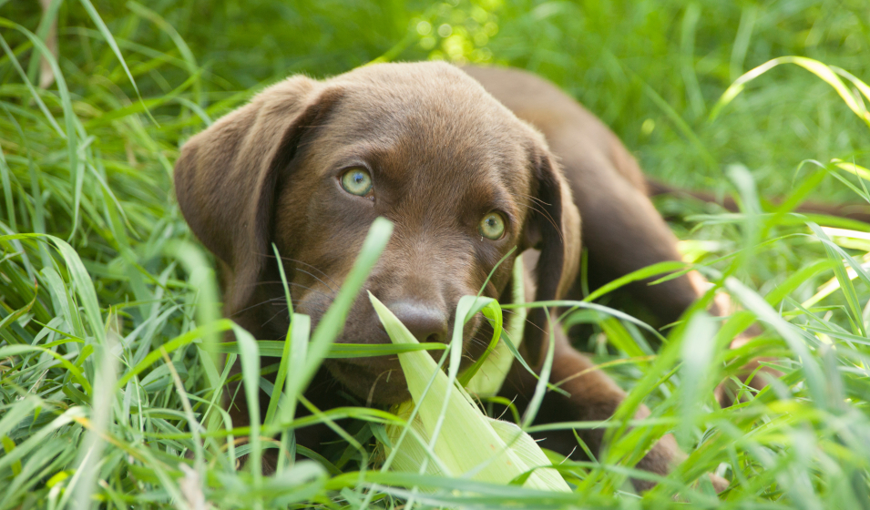 chien