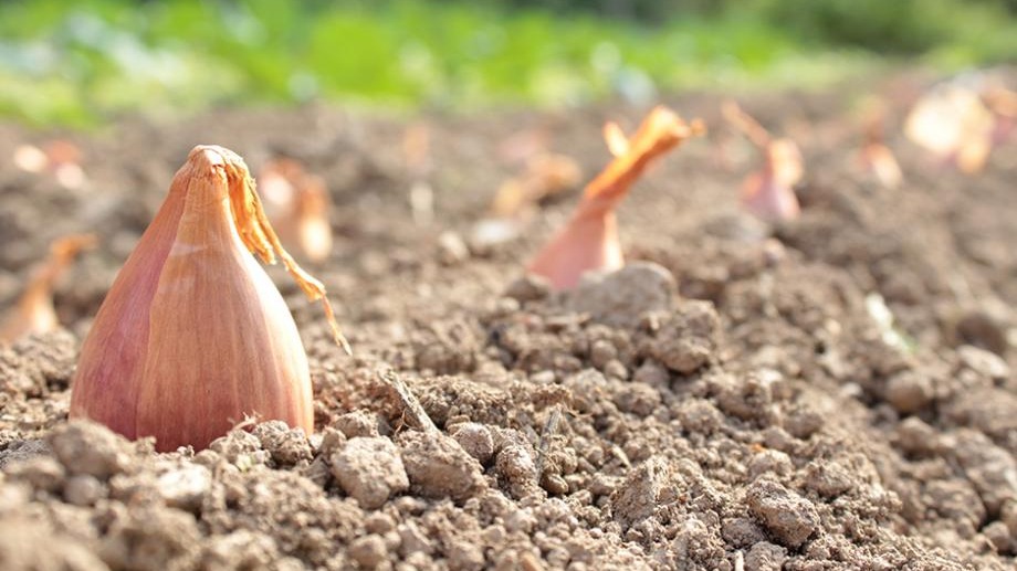 Planter des bulbes potager