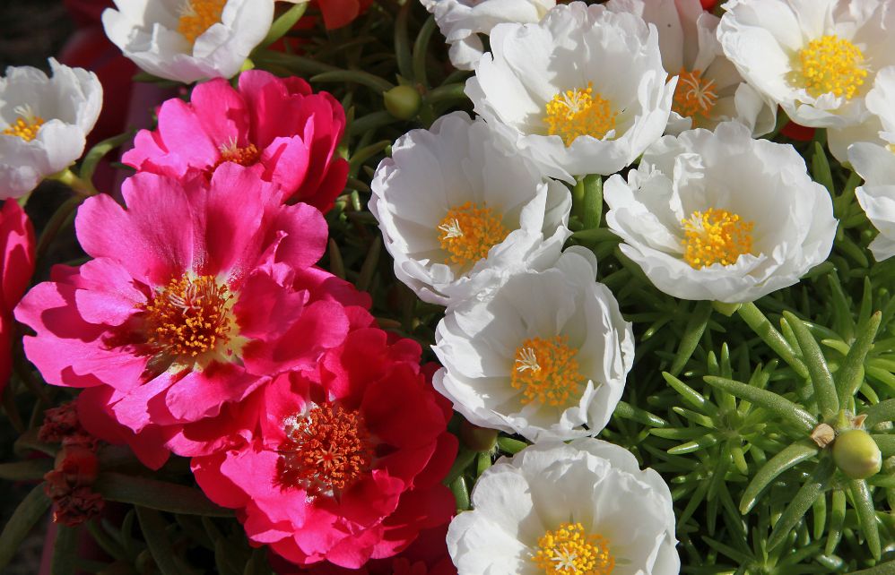 Le Pourpier à grandes fleurs