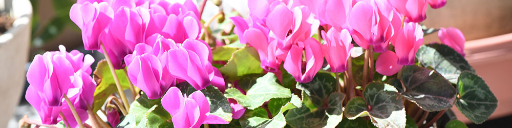 Cyclamen