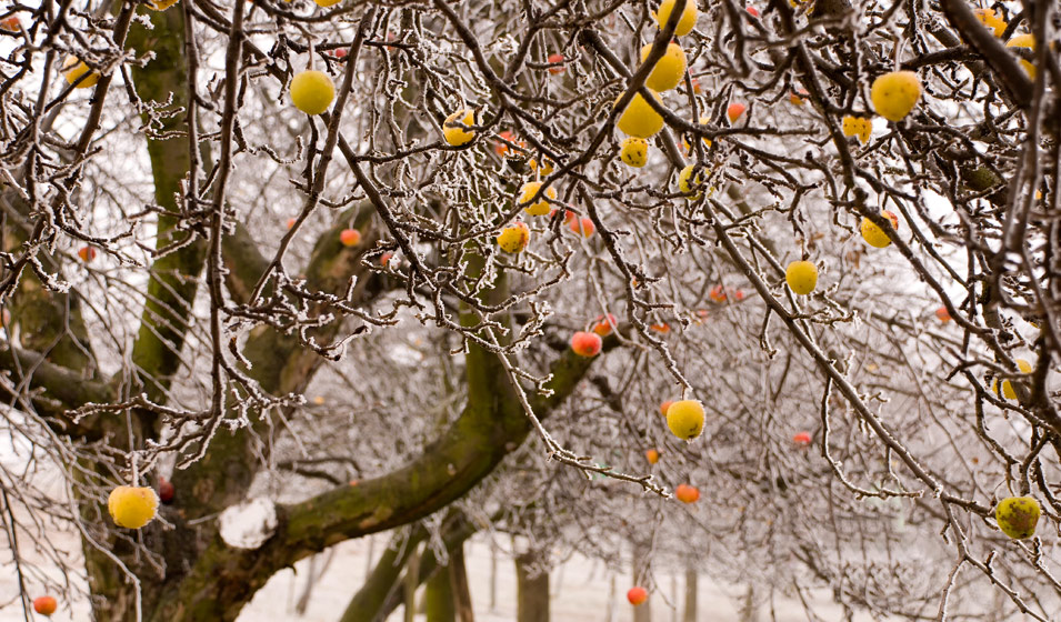 Comment un arbre se protège-t-il du froid l'hiver?