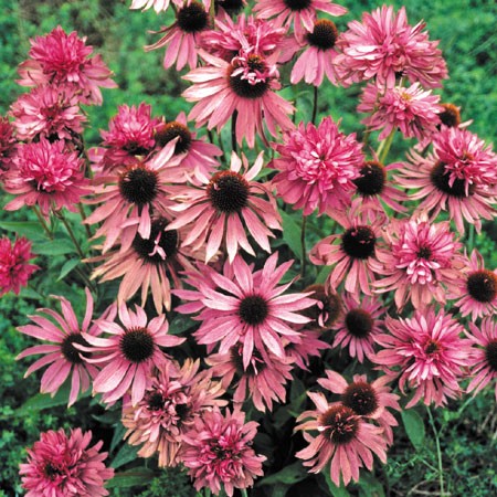 L'Echinacea purpurea 'Double Decker'